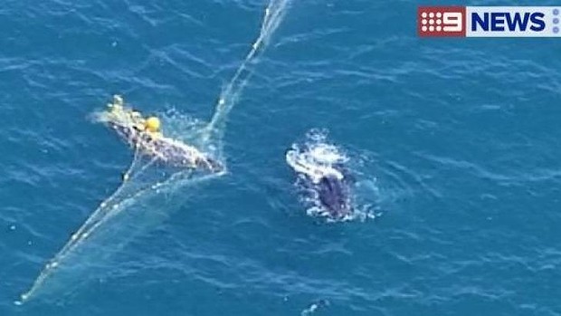 Whale trapped in netting near Rainbow Beach. Photo: Channel 9/Twitter Whale trapped in netting near Rainbow Beach. Photo: Channel 9/Twitter