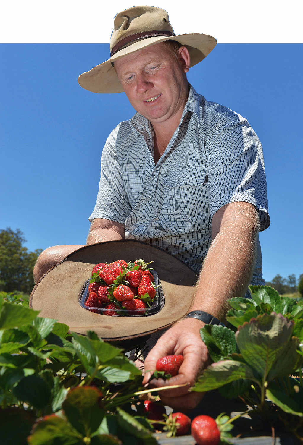 HOME GROWN: Cooloola Berries farmer Jason Lewis with his pick-your-own strawberries at Wolvi.PHOTO: GREG MILLER HOME GROWN: Cooloola Berries farmer Jason Lewis with his pick-your-own strawberries at Wolvi.PHOTO: GREG MILLER