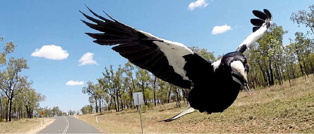 Maggies are attacking around Gympie Maggies are attacking around Gympie