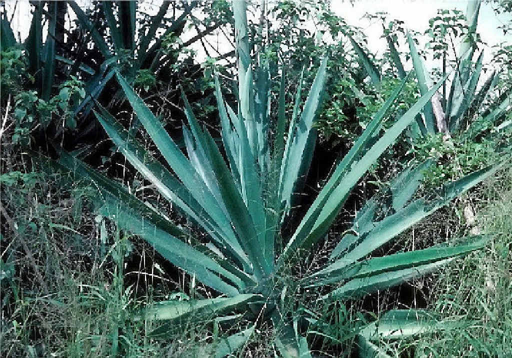 Sisal hemp. Sisal hemp.