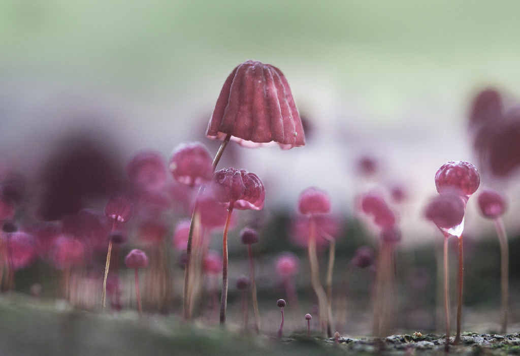 EYE FOR DETAIL: Camira amateur photographer Glenys Passier's Fairy Lamps won her the top prize. EYE FOR DETAIL: Camira amateur photographer Glenys Passier's Fairy Lamps won her the top prize.