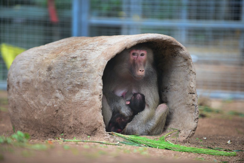 Baboon mum Genie at Queensland Zoo with her newborn, sheltering from the rain. Photo: Iain Curry / Sunshine Coast Daily