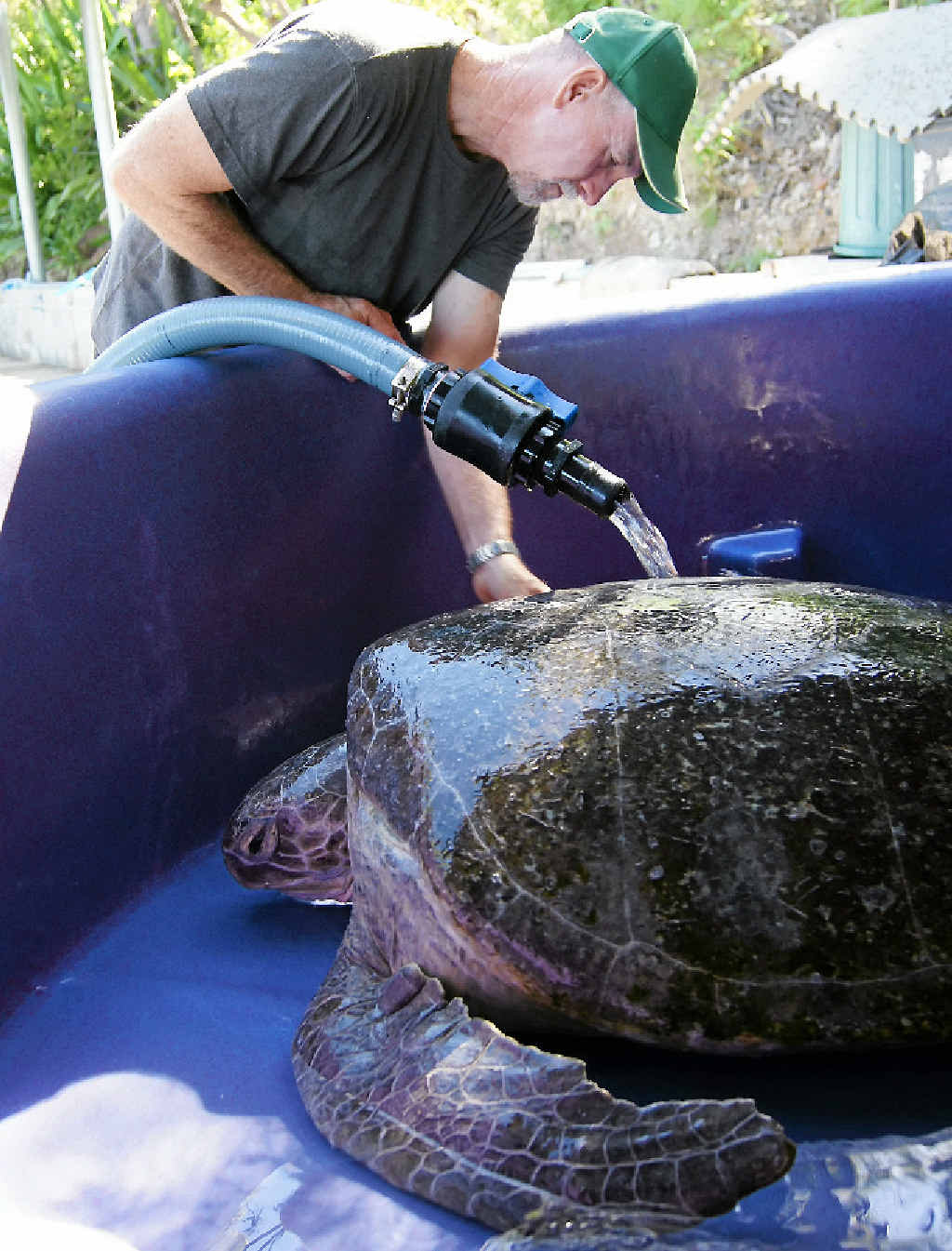 CONCERNED: Quoin Island Turtle Rehabilitation Centre owner Bob McCosker washes Delly, the 140kg green turtle. INSET: Bob McCosker. CONCERNED: Quoin Island Turtle Rehabilitation Centre owner Bob McCosker washes Delly, the 140kg green turtle. INSET: Bob McCosker.