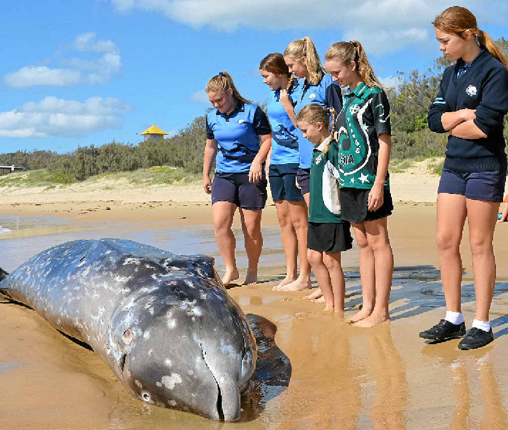 BEACHED: School children and beach walkers investigate the whale carcass on Wurtulla beach. PHOTOS: MEGAN MACKANDER & WARREN LYNAM BEACHED: School children and beach walkers investigate the whale carcass on Wurtulla beach. PHOTOS: MEGAN MACKANDER & WARREN LYNAM