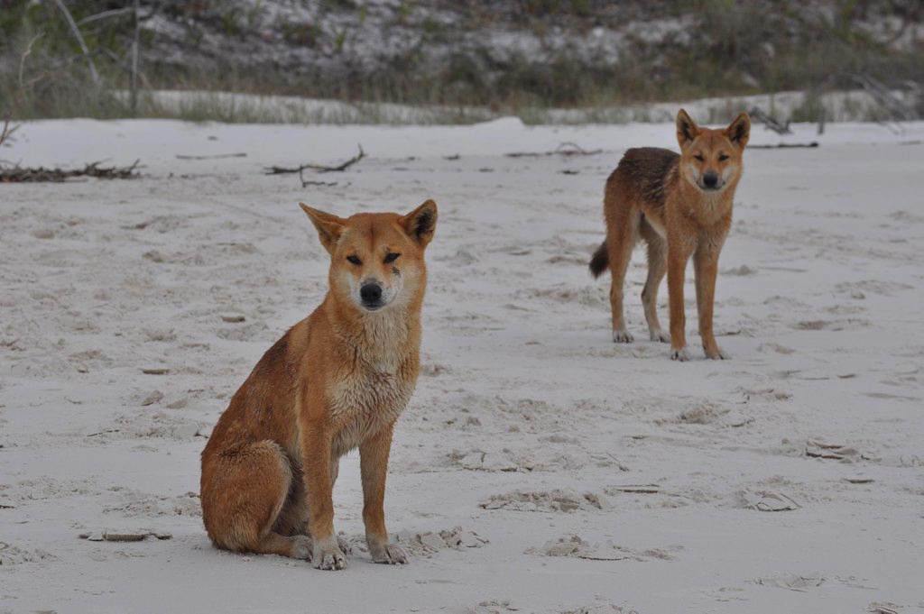 A dingo has been destroyed on Fraser Island after it displayed aggressive behaviour. A dingo has been destroyed on Fraser Island after it displayed aggressive behaviour.