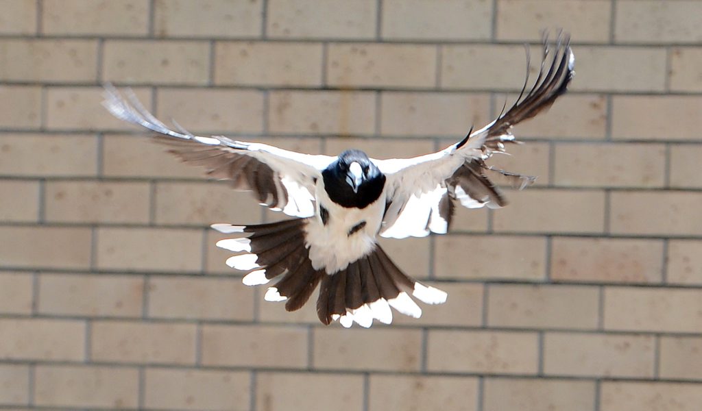 Image for sale: Dodie Allen from Silkstone feels like a prisoner in her own home since a butcher bird started targetting her and swooping her everytime she leaves her house with her walker. Journalist Anna Hartley proves that the butcher bird is targetting Mrs Allen's walker. Photo: Kate Czerny / The Queensland Times