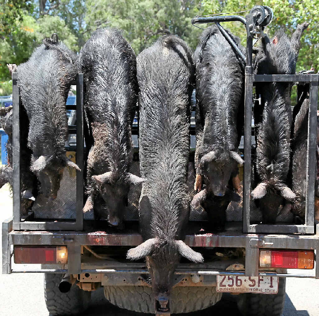 CAR LOAD: Hunters participating in the weekend’s Queensland Big Boar Hunting Championships disposed of 329 feral pigs. CAR LOAD: Hunters participating in the weekend’s Queensland Big Boar Hunting Championships disposed of 329 feral pigs.