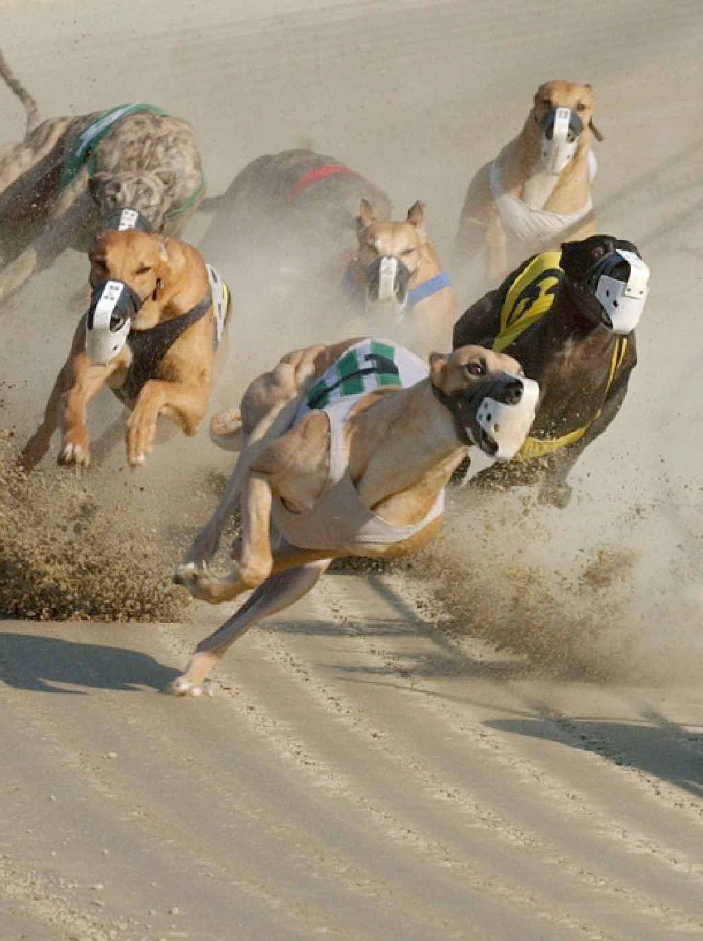 ARE THEY OFF? Readers challenge MP Steve Dickson’s defence of greyhound racing. ARE THEY OFF? Readers challenge MP Steve Dickson’s defence of greyhound racing.