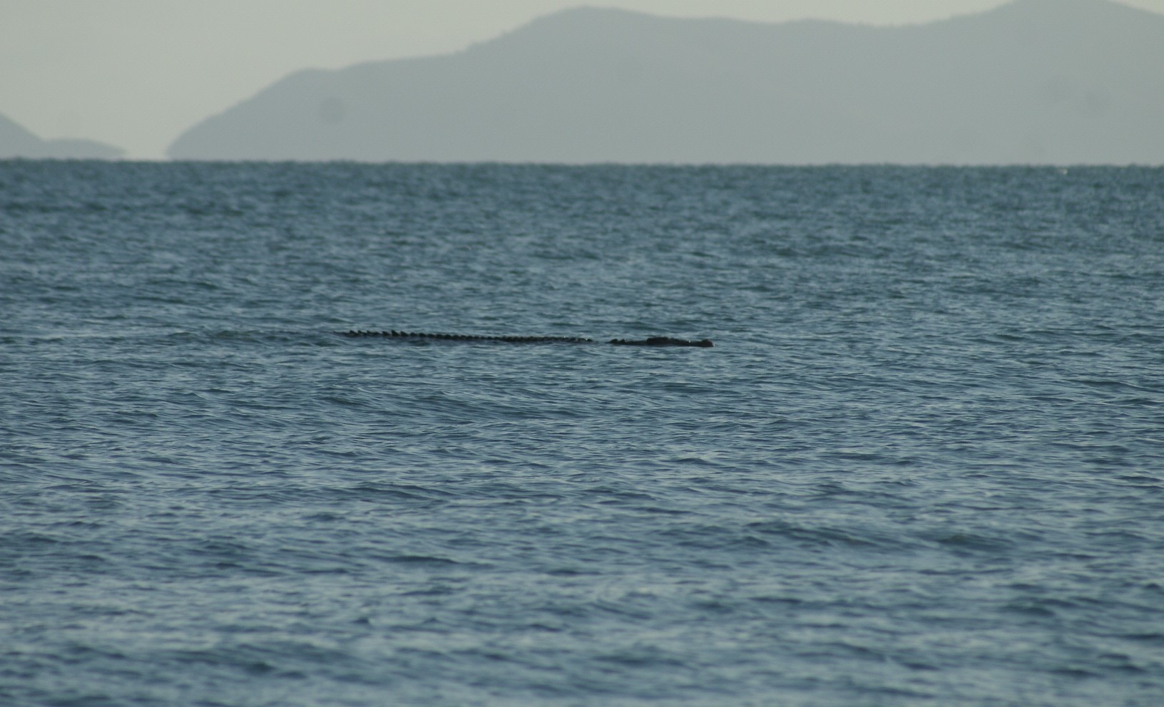 The crocodile spotted from Blacks Beach. The crocodile spotted from Blacks Beach.