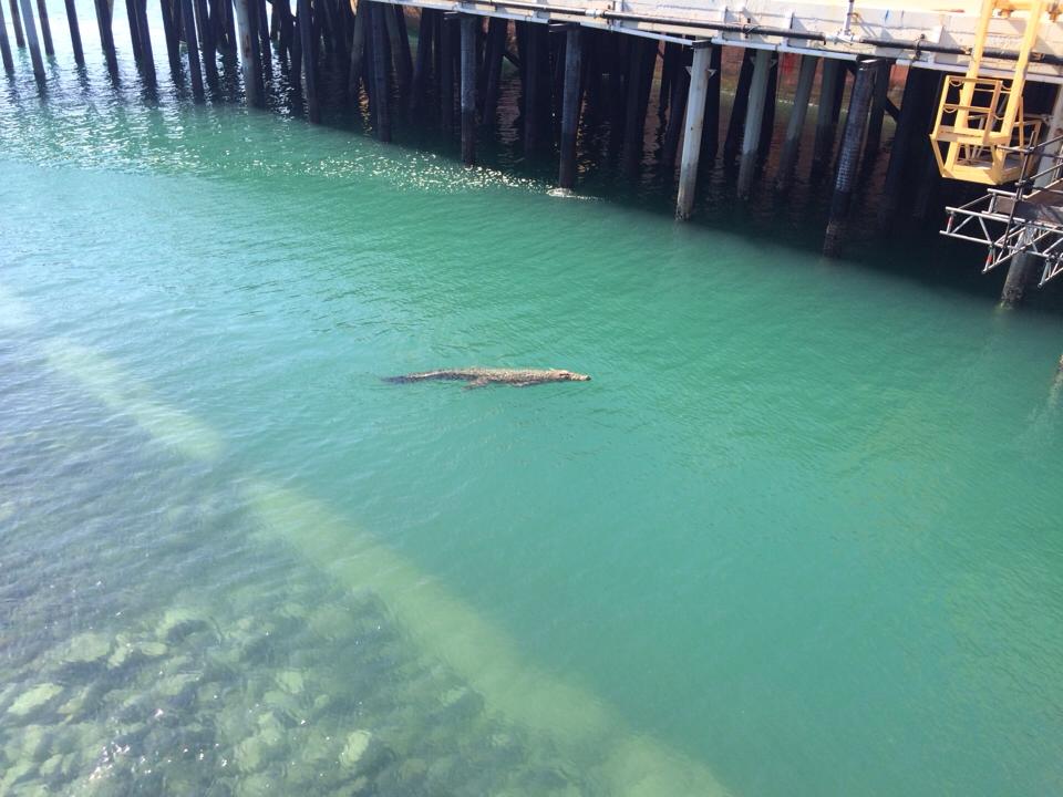 Crocodile spotted at the Mackay Harbour. Crocodile spotted at the Mackay Harbour.