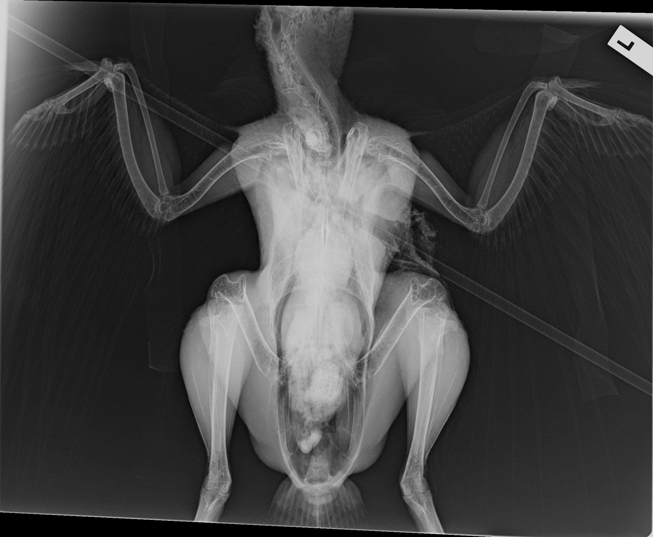The xray of a turkey delivered to the RSPCA after being shot with an arrow The xray of a turkey delivered to the RSPCA after being shot with an arrow