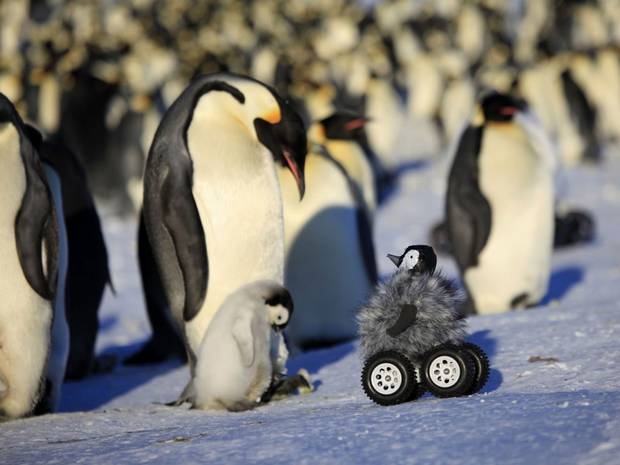 A remote-controlled roving camera camouflaged as a penguin chick in Adelie Land, Antarctica. A remote-controlled roving camera camouflaged as a penguin chick in Adelie Land, Antarctica.