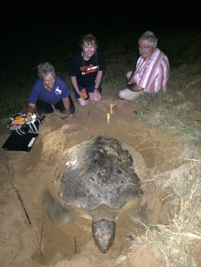 EGGS LAID: Volunteers Diane Anderson, Caroline Robertson and Brian Robertson watch on as the first Flatback turtle of the season nests at Mon Repos. Photo Contributed EGGS LAID: Volunteers Diane Anderson, Caroline Robertson and Brian Robertson watch on as the first Flatback turtle of the season nests at Mon Repos. Photo Contributed