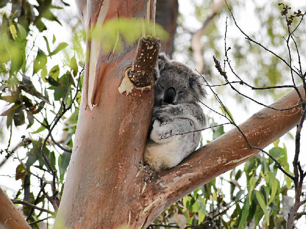 SLEEPY TIME: This small koala was stopping traffic out the front of Woolworths, Byron Bay, on Tuesday morning. SLEEPY TIME: This small koala was stopping traffic out the front of Woolworths, Byron Bay, on Tuesday morning.