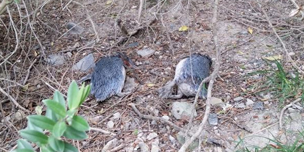 Some of the little blue penguins killed, the images released by authorities in the hope it might help find those responsible. Some of the little blue penguins killed, the images released by authorities in the hope it might help find those responsible.