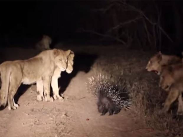 A porcupine used his quills to fend off 17 lions. A porcupine used his quills to fend off 17 lions.
