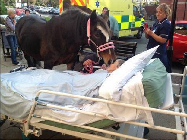 Sheila Marsh, 77, was wheeled into a car park to say goodbye to Bronwen. Sheila Marsh, 77, was wheeled into a car park to say goodbye to Bronwen.