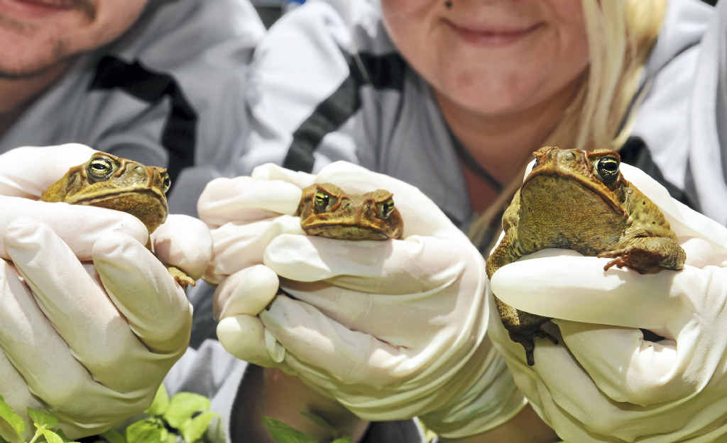 ENEMY LINES: Conservation Volunteers Australia is calling on the public to get on board with the start of the Toadbusters season on Tuesday. ENEMY LINES: Conservation Volunteers Australia is calling on the public to get on board with the start of the Toadbusters season on Tuesday.