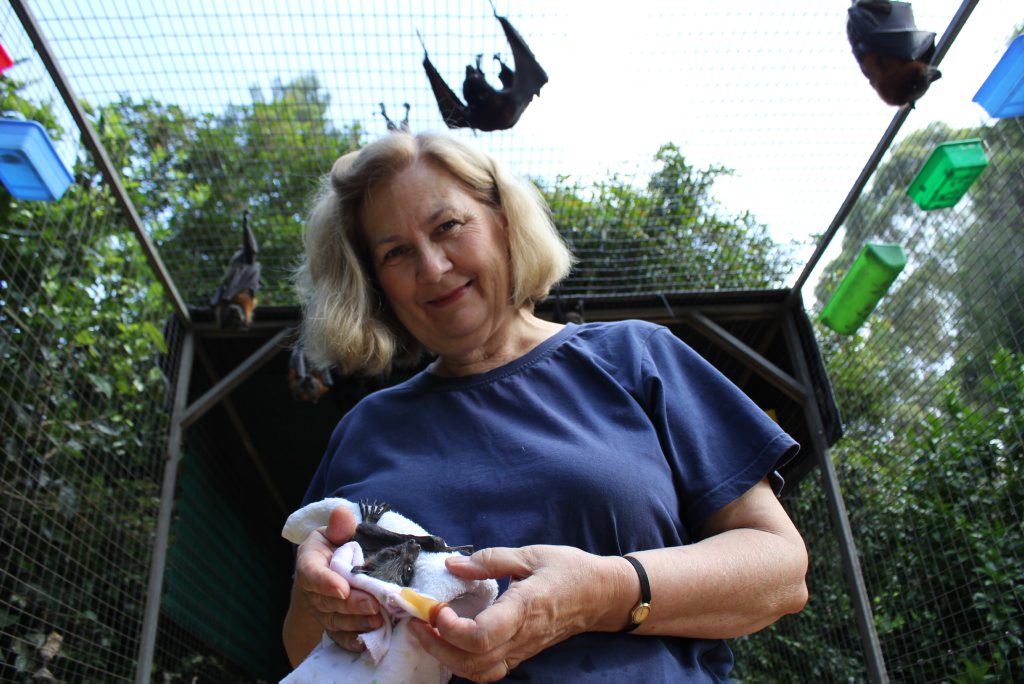 Cheryl Cochran with bats in care. Cheryl Cochran with bats in care.