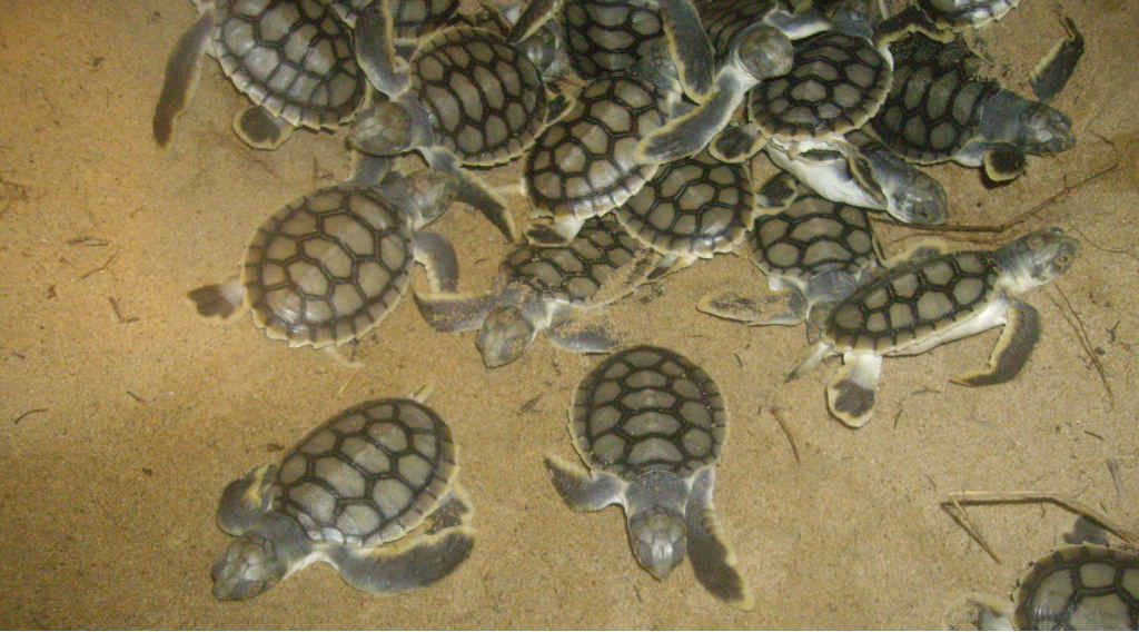 Flatback sea turtles. File photo. Flatback sea turtles. File photo.