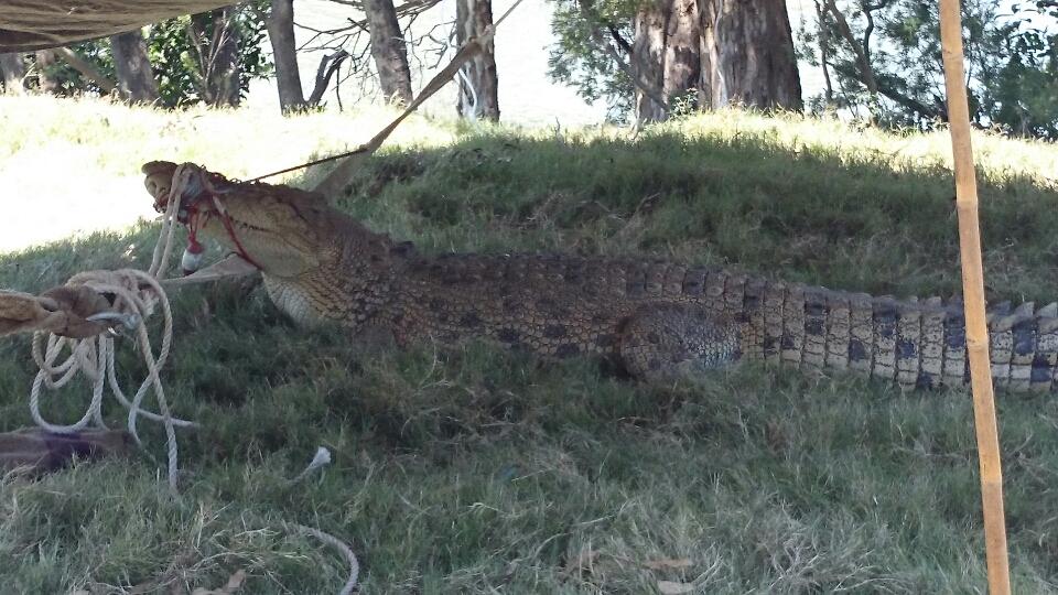 It's expected the 3.8m croc caught in the Mary River, and believed to be a male, will be transferred to the Koorana crocodile farm at Rockhampton It's expected the 3.8m croc caught in the Mary River, and believed to be a male, will be transferred to the Koorana crocodile farm at Rockhampton