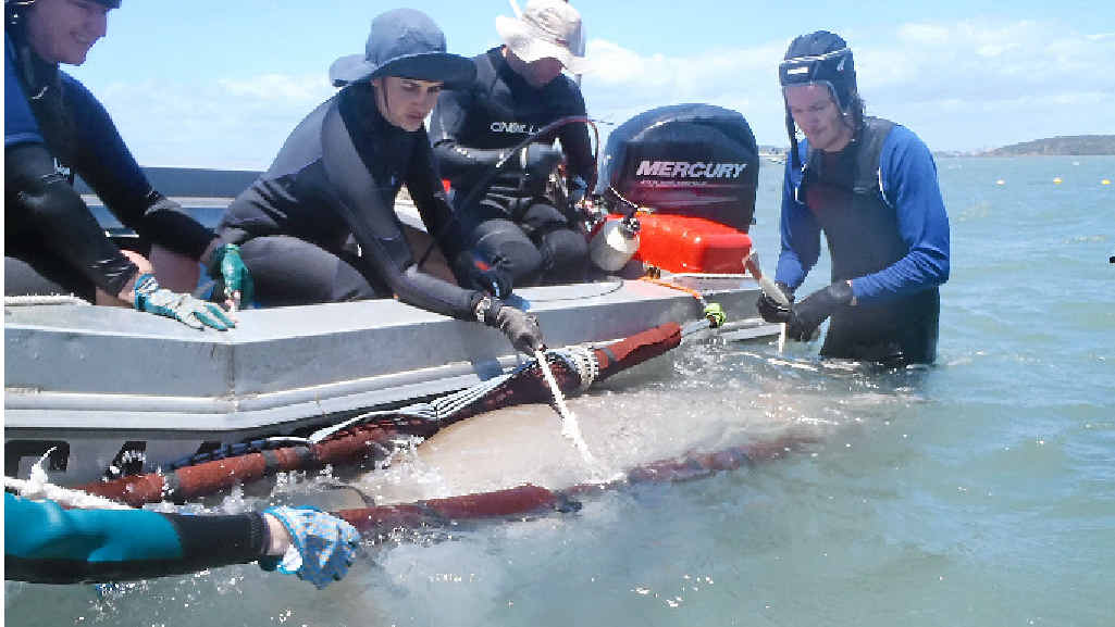 SPOTLIGHT: Two dugongs within Gladstone waters were tagged and released following a James Cook University research program, supported by Gladstone Ports Corporation. SPOTLIGHT: Two dugongs within Gladstone waters were tagged and released following a James Cook University research program, supported by Gladstone Ports Corporation.