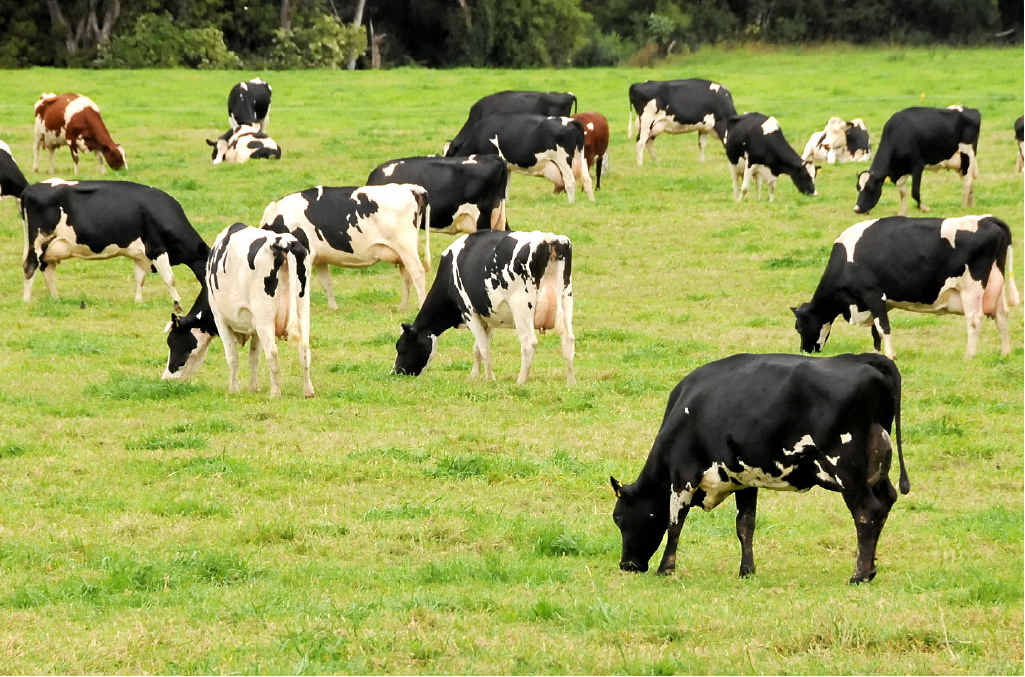INVESTMENT: Norco's $4.5 million faith in dairy future. INVESTMENT: Norco's $4.5 million faith in dairy future.