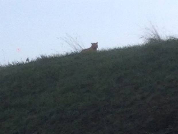 A picture of a 'young tiger' was posted on a Facebook community page for the town of Montevrain in the Seine-et-Marne department, east of Paris. A picture of a 'young tiger' was posted on a Facebook community page for the town of Montevrain in the Seine-et-Marne department, east of Paris.