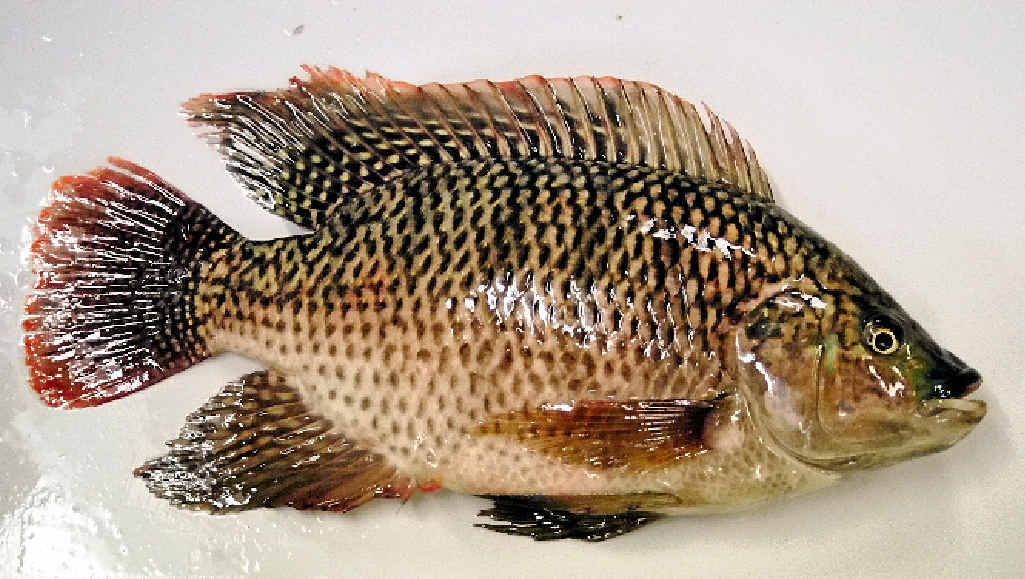If you capture a noxious fish, you are required to humanely kill it and place it in a bin or bury it on site. If you capture a noxious fish, you are required to humanely kill it and place it in a bin or bury it on site.