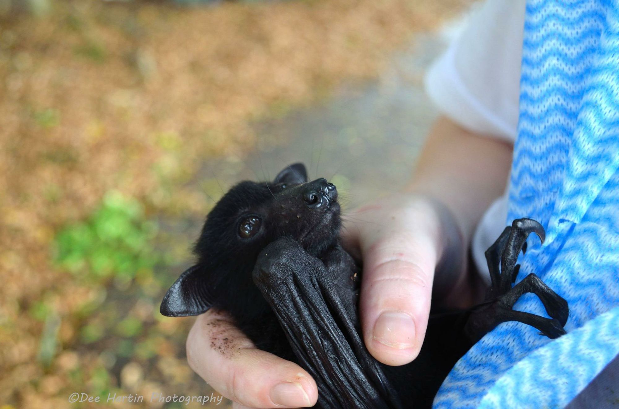 A baby flying fox rescued by WIRES volunteers at Casino. A baby flying fox rescued by WIRES volunteers at Casino.