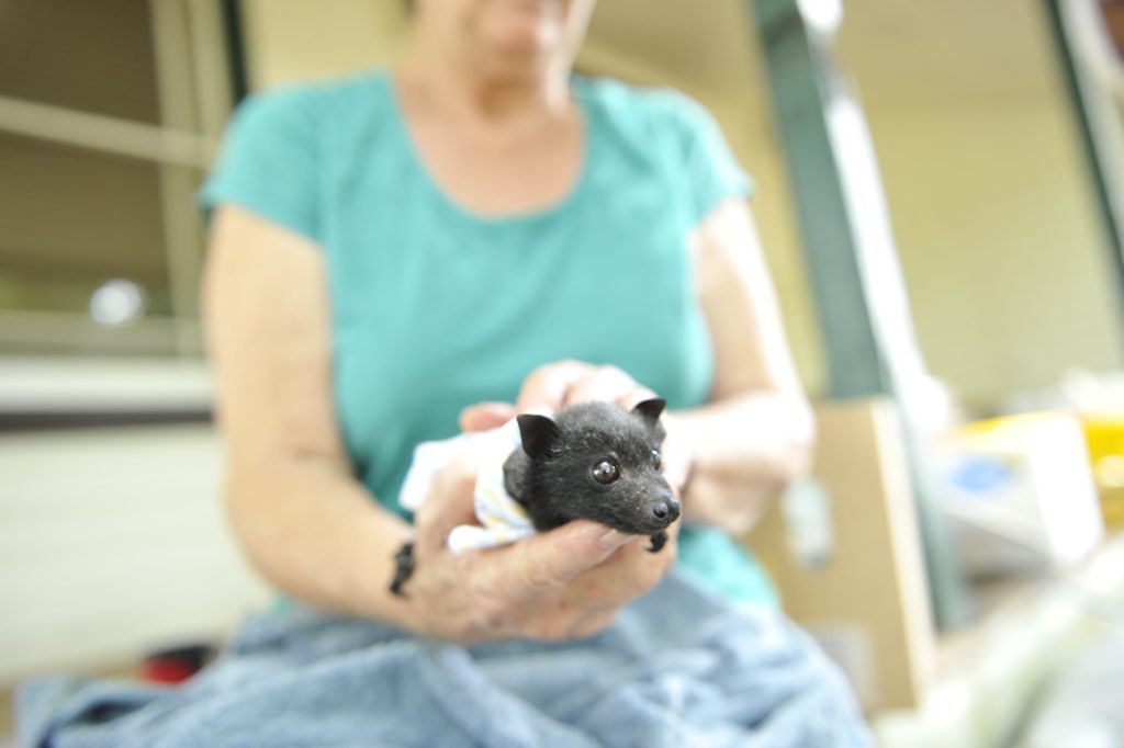 Large numbers of flying foxes were found dead in Casino after three scorching hot days. WIRES took to the streets to care for the orphaned baby bats. Large numbers of flying foxes were found dead in Casino after three scorching hot days. WIRES took to the streets to care for the orphaned baby bats.