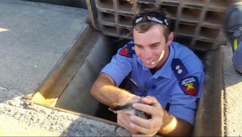 Ducklings rescued from a stormwater drain on Glenlyon Street on Sunday, November 16. Ducklings rescued from a stormwater drain on Glenlyon Street on Sunday, November 16.