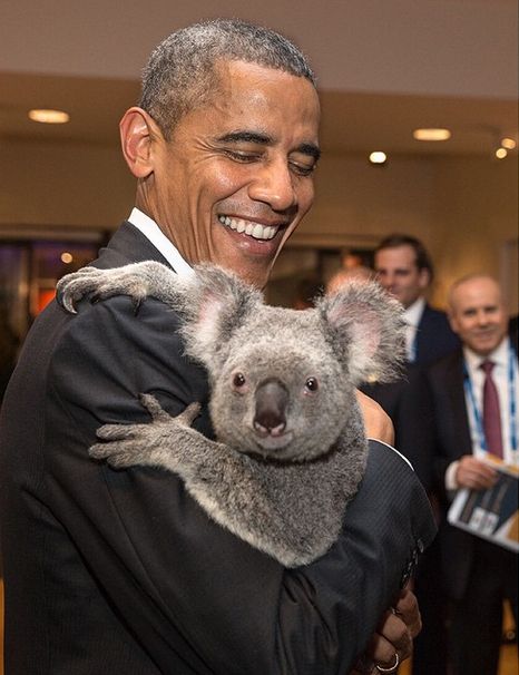 Barack Obama with a koala during Brisbane's G20 summit. Barack Obama with a koala during Brisbane's G20 summit.