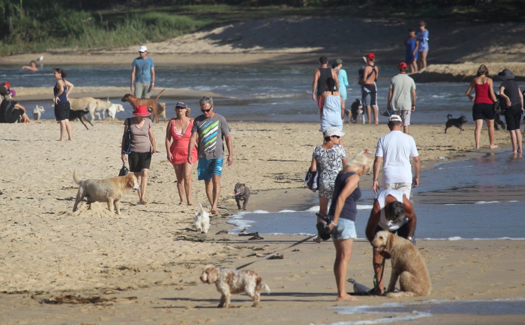 Top 10 best offleash dog areas on the Sunshine Coast Sunshine Coast