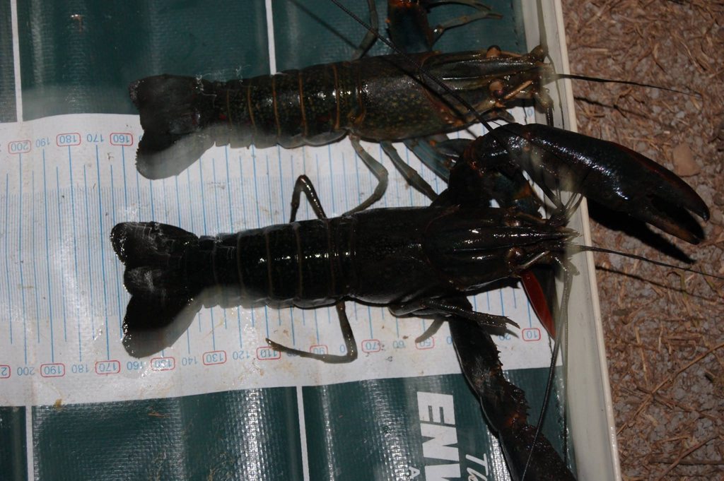 David Bussy's prize-winning red claw. David Bussy's prize-winning red claw.