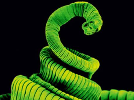 The tapeworm has a complex life cycle involving two or three different host species (NHS) The tapeworm has a complex life cycle involving two or three different host species (NHS)