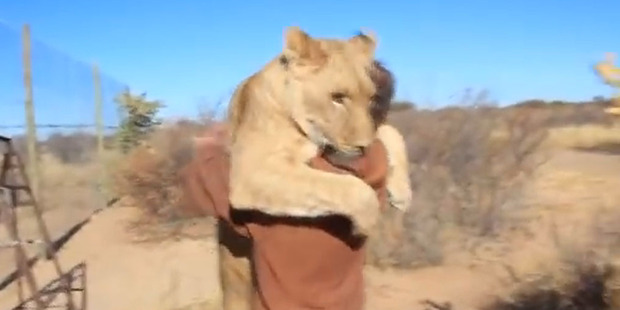 Sirga the lioness embraces conservationist Valentin Gruener. Photo / Still from YouTube video Sirga the lioness embraces conservationist Valentin Gruener. Photo / Still from YouTube video