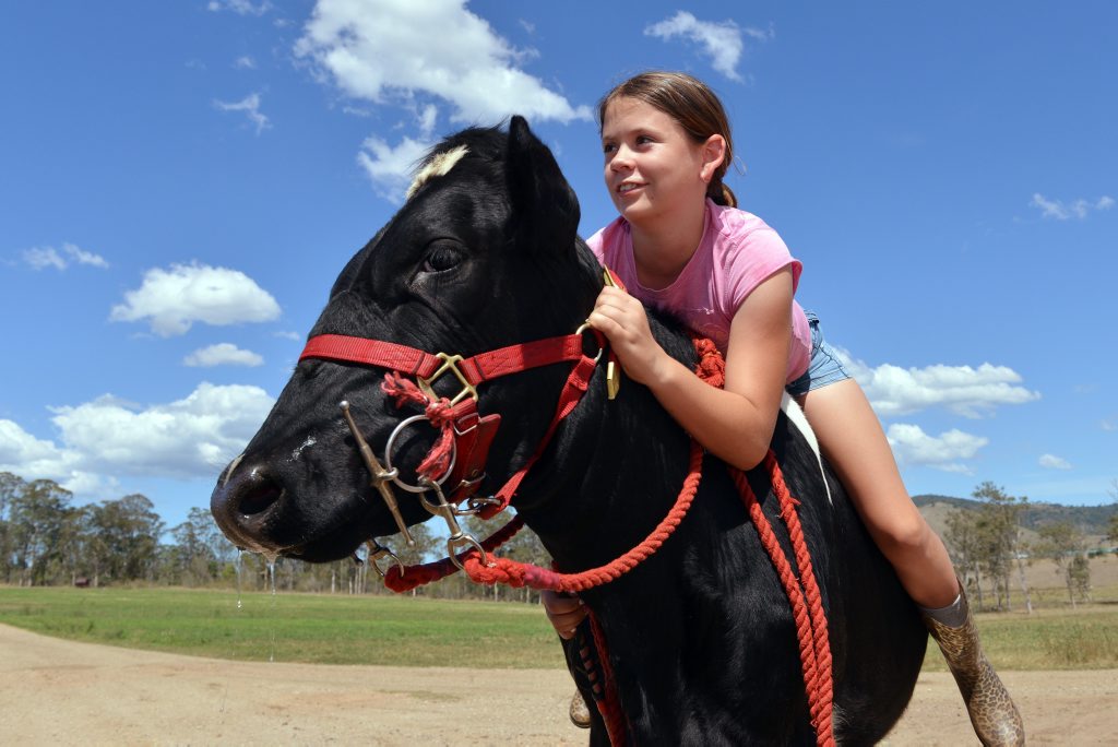13 year old Gympie State HighSchool student Meagan Neumann riding Mia the 18 month old Friesian Heffer on Day Dawn property at Theebine. Meagan has been riding cows since she was 4 years old. Photo Greg Miller / The Gympie Times 13 year old Gympie State HighSchool student Meagan Neumann riding Mia the 18 month old Friesian Heffer on Day Dawn property at Theebine. Meagan has been riding cows since she was 4 years old. Photo Greg Miller / The Gympie Times