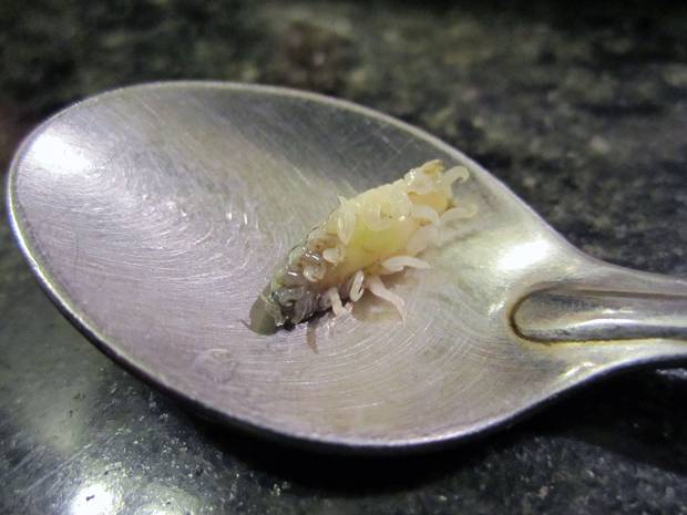 A tongue-eating louse parasite. Image: Marco Vinci / Wikimedia Creative Commons A tongue-eating louse parasite. Image: Marco Vinci / Wikimedia Creative Commons