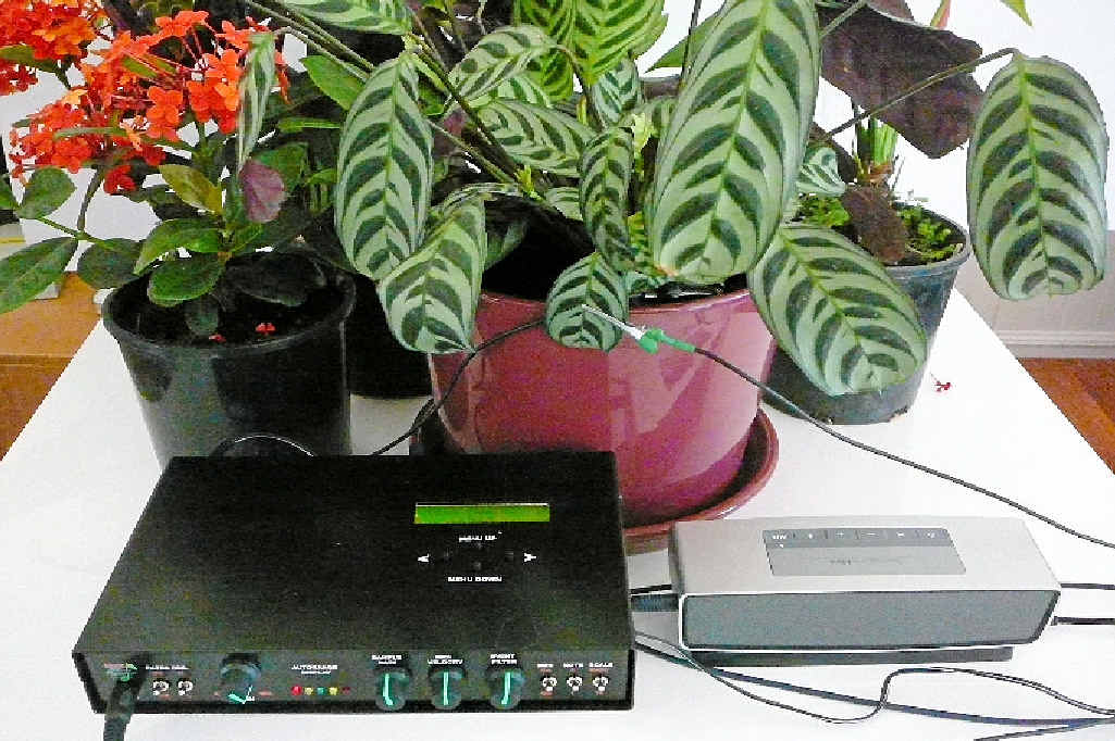 PLANT POWER: This weekend plant at Crystal Castle in Mullumbimby will be wired up to a special device that measures electrical impulses from the leaves and roots. PLANT POWER: This weekend plant at Crystal Castle in Mullumbimby will be wired up to a special device that measures electrical impulses from the leaves and roots.