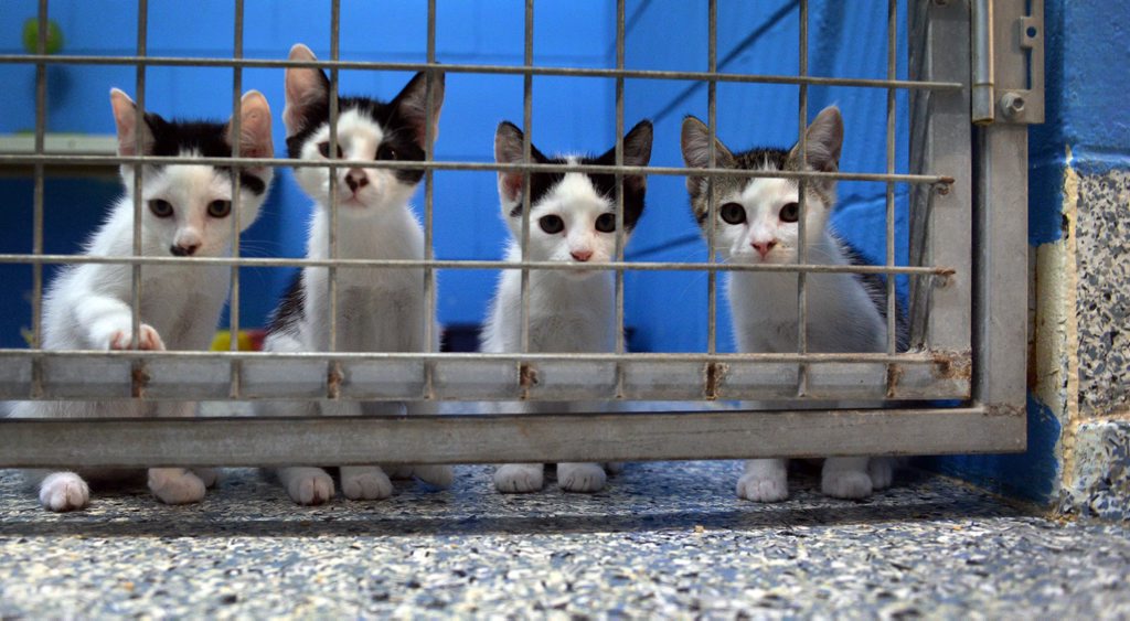 RSPCA shelters filled to capacity with cats and dogs News Mail