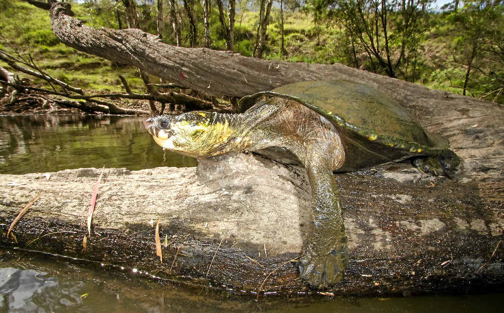 BUM-BREATHING TURTLE: The white-throated snapping turtle is in danger of having its habitat destroyed. BUM-BREATHING TURTLE: The white-throated snapping turtle is in danger of having its habitat destroyed.