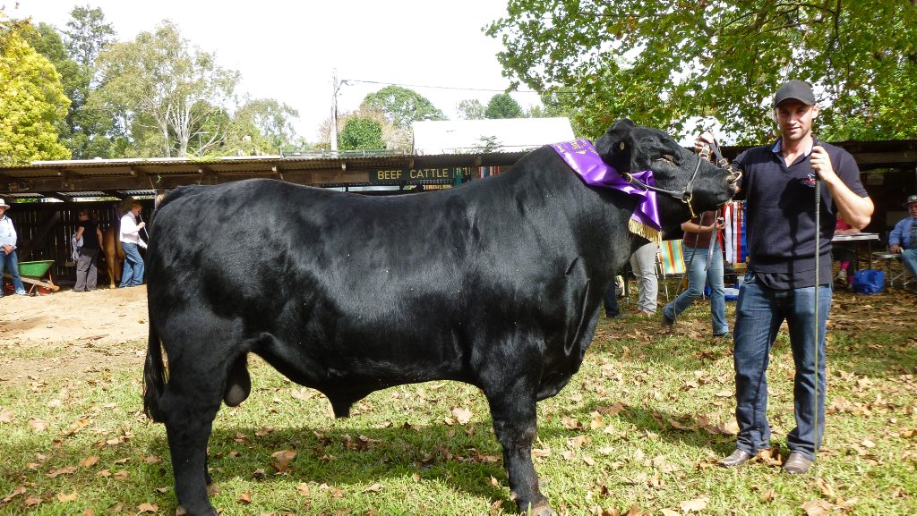 Phillip Hughes pictured at the Bellingen Show. Photo: Graeme Singleton Phillip Hughes pictured at the Bellingen Show. Photo: Graeme Singleton