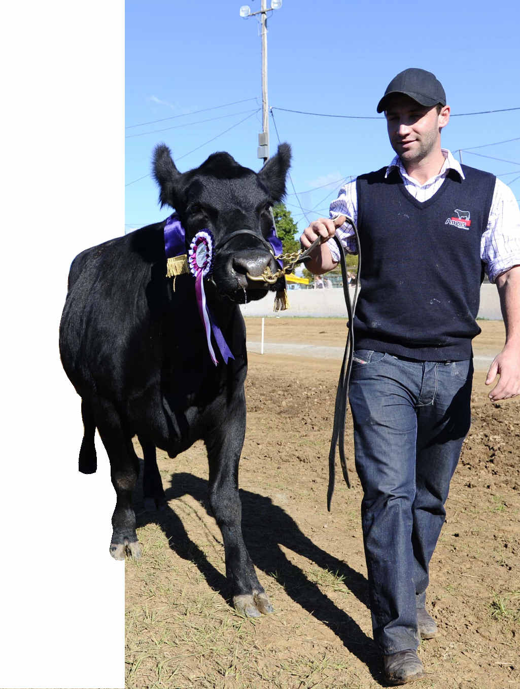 COUNTRY LAD: Phillip Hughes with his champion cow “Island Vicki” at the 2012 Grafton Show. COUNTRY LAD: Phillip Hughes with his champion cow “Island Vicki” at the 2012 Grafton Show.