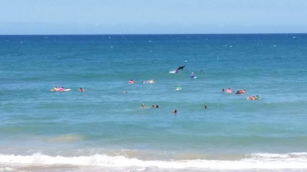 What appears to be a shark was captured leaping from the water during the Coffs Harbour Boardriders contest at Macauley's on Sunday. What appears to be a shark was captured leaping from the water during the Coffs Harbour Boardriders contest at Macauley's on Sunday.