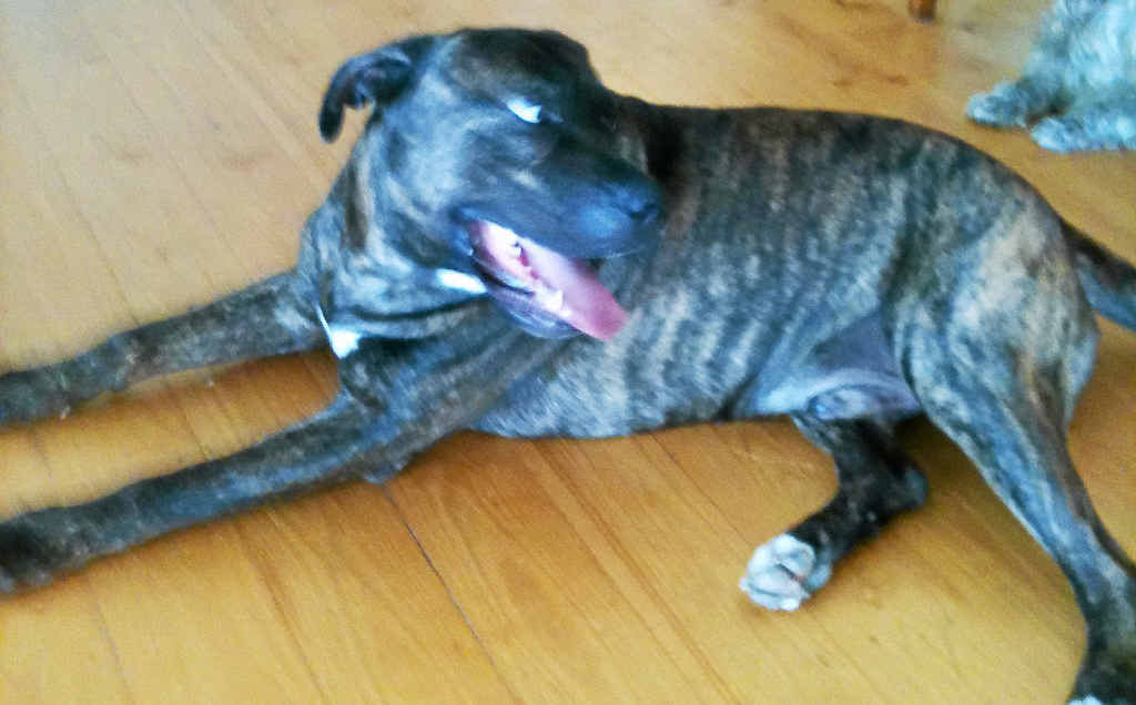Bruce the bull mastiff. Bruce the bull mastiff.