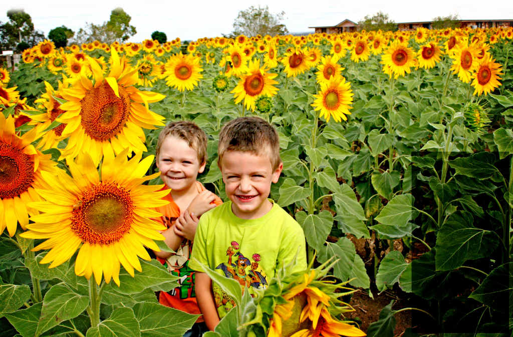 SCENIC: Benjamin and Harrison March enjoy roaming among the sunflowers along Roona Road at Junabee. SCENIC: Benjamin and Harrison March enjoy roaming among the sunflowers along Roona Road at Junabee.