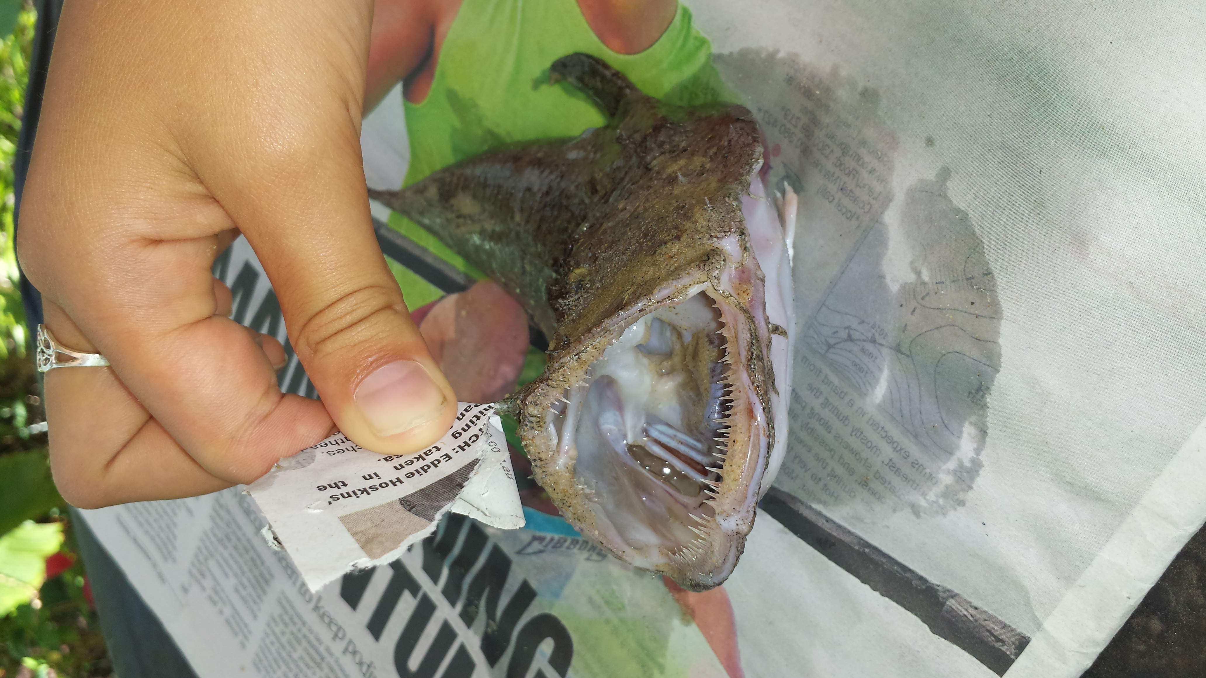 Rare Angler Fish washes up at Mooloolaba Rare Angler Fish washes up at Mooloolaba