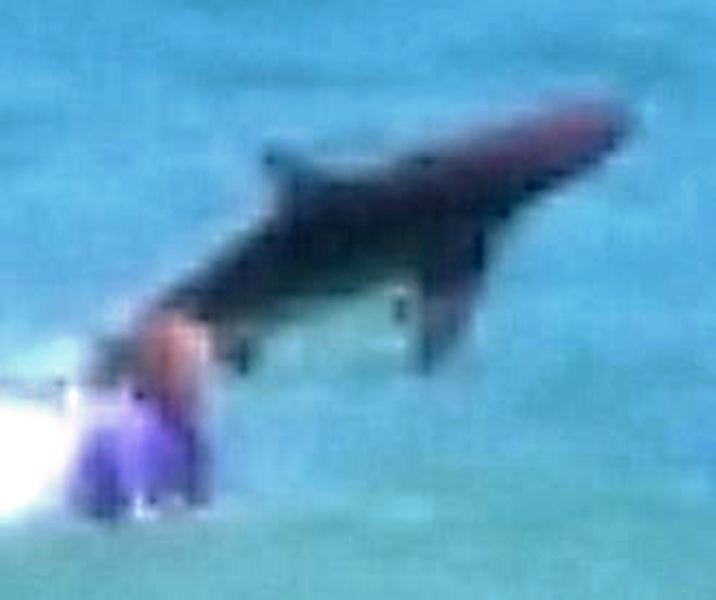 Department of Primary Industries scientists believe the jumping shark captured off Coffs Harbour's Macauleys Headland may have been a spinner shark. Department of Primary Industries scientists believe the jumping shark captured off Coffs Harbour's Macauleys Headland may have been a spinner shark.