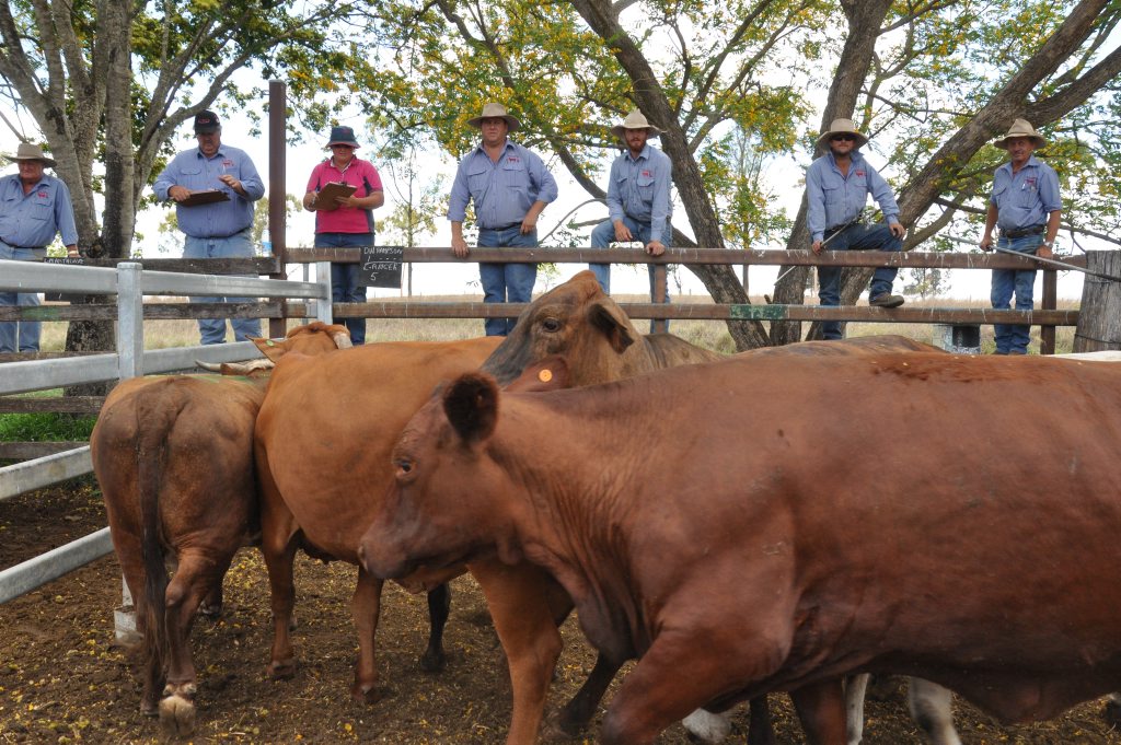 Feeder Steer Sales Remain Strong Morning Bulletin